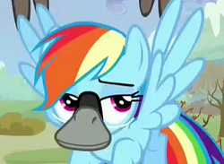 Size: 508x372 | Tagged: safe, screencap, rainbow dash, goose, pegasus, pony, tanks for the memories, a dash of op, animal, literal duck face, rainbow duck, rainbow goose