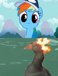 Size: 1343x1773 | Tagged: safe, edit, edited screencap, screencap, rainbow dash, goose, pegasus, pony, may the best pet win, animal, flaming goose, meme