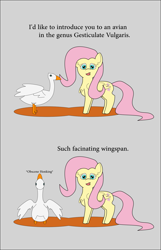 Size: 1161x1806 | Tagged: safe, artist:planetkiller, fluttershy, goose, pegasus, pony, animal, chest fluff, comic, descriptive noise, meme, misspelling, simple background, text, vulgar