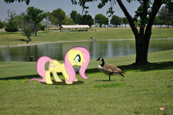 Size: 1200x797 | Tagged: safe, artist:happycross, fluttershy, bird, goose, pegasus, pony, animal, canada goose, cute, female, happy, irl, lake, mare, open mouth, park, photo, ponies in real life, shyabetes, smiling, solo, vector