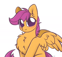 Size: 2010x1854 | Tagged: safe, artist:mariashapony, artist:mariashek, scootaloo, pegasus, pony, blushing, chest fluff, cute, cutealoo, ear fluff, female, filly, fluffy, looking at you, simple background, solo, white background, wing fluff
