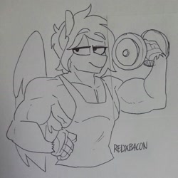Size: 1836x1836 | Tagged: safe, artist:redxbacon, oc, oc only, oc:delta dart, anthro, hippogriff, clothes, muscles, muscular male, smug, solo, talons, traditional art, weight lifting, weights, wings