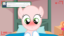 Size: 1280x720 | Tagged: safe, derpibooru import, sweetie belle, ask the crusaders, blushing, earth pony sweetie belle, sweetie bald, tumblr