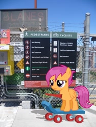 Size: 768x1024 | Tagged: safe, artist:jackofmosttrades, scootaloo, pony, irl, photo, ponies in real life, sad, scooter, vector, wet mane