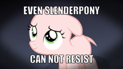 Size: 510x287 | Tagged: safe, slendermane, sweetie belle, ask the crusaders, earth pony sweetie belle, image macro, slenderpony, sweetie bald