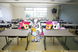 Size: 1920x1280 | Tagged: safe, artist:adrianimpalamata, derpibooru import, apple bloom, scootaloo, sweetie belle, zecora, pony, zebra, classroom, cutie mark crusaders, desk, irl, photo, ponies in real life, vector