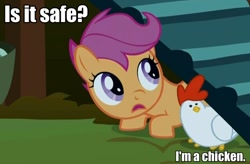 Size: 600x394 | Tagged: safe, scootaloo, chicken, pegasus, female, filly, image macro, orange coat, purple mane, solo