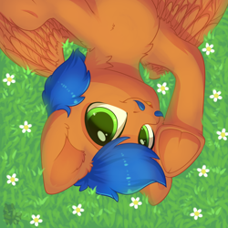 Size: 5000x5000 | Tagged: safe, artist:alphadesu, oc, oc only, oc:griffin, pegasus, pony, absurd resolution, blue hair, blue mane, cute, digital art, facial hair, frog (hoof), grass, happy, looking up, lying down, male, moustache, ocbetes, solo, stallion, underhoof, ych result