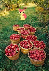 Size: 347x498 | Tagged: safe, derpibooru import, apple bloom, pony, applebucking, cute, irl, photo, ponies in real life, vector