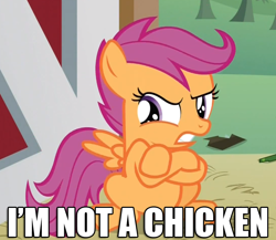 Size: 730x634 | Tagged: safe, scootaloo, chicken, one bad apple, angry, image macro, joke, scootachicken, scootaloo is not amused