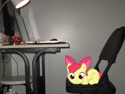 Size: 3072x2304 | Tagged: safe, artist:gamerartistwriter106, apple bloom, pony, chair, computer, filly, irl, laptop computer, photo, ponies in real life, vector