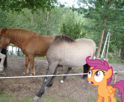 Size: 700x580 | Tagged: safe, scootaloo, pegasus, female, filly, irl, orange coat, purple mane, solo, wat