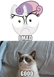 Size: 421x600 | Tagged: safe, sweetie belle, grumpy cat, photo, special eyes, tard the grumpy cat