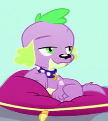 Size: 640x720 | Tagged: safe, screencap, spike, spike the regular dog, dog, eqg summertime shorts, equestria girls, pet project, paws, pillow, puppy, raised eyebrow, smiling, smug