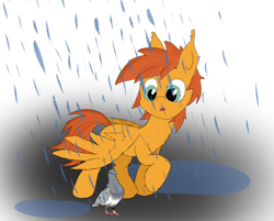 Size: 1048x844 | Tagged: safe, artist:pzkratzer, oc, oc only, oc:shadowfly, bird, pegasus, pigeon, pony, 30 minute art challenge, colored sketch, rain