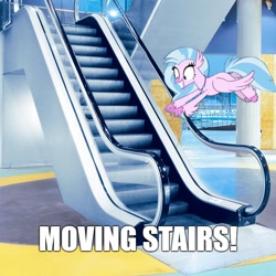 Size: 800x800 | Tagged: safe, derpibooru import, edit, edited screencap, screencap, silverstream, classical hippogriff, hippogriff, school daze, cute, diastreamies, escalator, female, image macro, irl, meme, photo, ponies in real life, solo, that hippogriff sure does love stairs