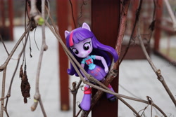 Size: 6000x4000 | Tagged: safe, artist:artofmagicpoland, derpibooru import, twilight sparkle, twilight sparkle (alicorn), alicorn, equestria girls, doll, equestria girls minis, eqventures of the minis, irl, photo, photography, pose, stuck, toy, vine