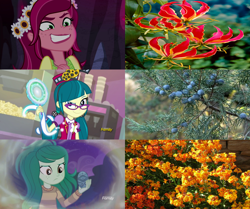 Size: 2444x2048 | Tagged: safe, derpibooru import, screencap, gloriosa daisy, juniper montage, wallflower blush, better together, equestria girls, forgotten friendship, legend of everfree, mirror magic, spoiler:eqg specials, discovery family logo, equestria's plant girls, erysimum cheiri, evil grin, flower, grin, magic mirror, memory stone, nature, plant, similarities, smiling, villainess, wallflower, wallflower and plants, wallflower is a plant