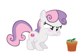 Size: 900x600 | Tagged: safe, artist:dasprid, artist:s.guri, derpibooru import, edit, editor:slayerbvc, sweetie belle, earth pony, pony, cute, diasweetes, earth pony sweetie belle, female, filly, flower pot, foal, frustrated, hnnng, plant, puffy cheeks, race swap, simple background, solo, sprout, transparent background, vector, vector edit