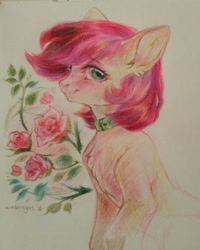 Size: 1729x2160 | Tagged: safe, artist:winternight2015, derpibooru import, roseluck, earth pony, pony, chest fluff, collar, cute, ear fluff, female, flower, fluffy, mare, pony pet, rose, rosepet, solo, traditional art