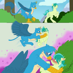 Size: 5250x5250 | Tagged: safe, artist:tejedora, derpibooru import, gallus, sandbar, earth pony, griffon, pony, school daze, absurd resolution, blushing, comic, cute, ear blush, gallbar, gay, glomp, interspecies, looking at each other, male, older, older gallus, older sandbar, shipping, spread wings, wings