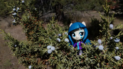 Size: 2064x1161 | Tagged: safe, derpibooru import, juniper montage, equestria girls, doll, equestria girls minis, eqventures of the minis, irl, juniper, juniper tree, namesake, photo, plant, pun, toy, tree