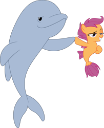 Size: 3000x3696 | Tagged: safe, artist:sollace, derpibooru import, scootaloo, dolphin, pony, seapony (g4), surf and/or turf, .svg available, implied pun, porpoise, puns in the comments, seaponified, seapony scootaloo, simple background, smiling, smug, species swap, transparent background, vector