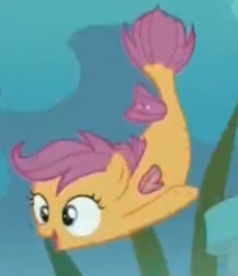 Size: 306x354 | Tagged: safe, derpibooru import, screencap, scootaloo, seapony (g4), surf and/or turf, cropped, sea-mcs, seaponified, seapony scootaloo, species swap