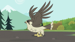 Size: 993x559 | Tagged: safe, derpibooru import, screencap, bird, may the best pet win, animal, falcon, peregrine falcon, solo, spread wings, wings