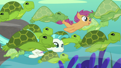 Size: 1920x1080 | Tagged: safe, derpibooru import, screencap, scootaloo, terramar, seapony (g4), turtle, surf and/or turf, female, filly, male, sea turtle, sea-mcs, seaponified, seapony scootaloo, species swap, swimming, underwater, your heart is in two places