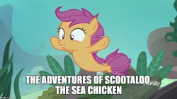 Size: 888x499 | Tagged: safe, derpibooru import, edit, edited screencap, screencap, scootaloo, seapony (g4), surf and/or turf, cute, cutealoo, discovery family logo, happy, meme, scootachicken, sea-mcs, seaponified, seapony scootaloo, solo, species swap, tunaloo