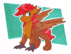 Size: 3757x2837 | Tagged: safe, artist:pzkratzer, derpibooru import, griffon, hippogriff, hybrid, cute, male, ponygriff, traditional art, wings