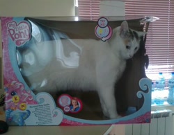 Size: 604x472 | Tagged: safe, artist:cheetahart, cat, g3.5, box, irl, lol, photo, wat