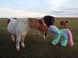 Size: 1280x960 | Tagged: safe, minty, g3, hasbro, horse-pony interaction, irl, irl horse, life size, photo, plushie