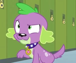 Size: 410x343 | Tagged: safe, screencap, spike, spike the regular dog, dog, equestria girls, friendship games, male, solo, spike's dog collar