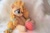 Size: 5472x3648 | Tagged: safe, artist:kazzysart, derpibooru import, pear butter, earth pony, pony, beanie (plushie), cute, female, freckles, irl, mare, pearabetes, photo, plushie, sitting, solo