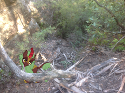 Size: 1024x765 | Tagged: safe, artist:didgereethebrony, derpibooru import, cinder glow, summer flare, kirin, pony, australia, blue mountains, fallen tree, irl, kirin in real life, megalong valley, mlp in australia, photo, ponies in real life, solo, tree, valley