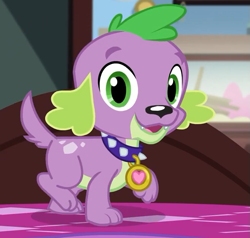 Size: 663x630 | Tagged: safe, derpibooru import, screencap, spike, spike the regular dog, dog, equestria girls, equestria girls series, reboxing with spike!, spoiler:eqg series (season 2), collar, cropped, looking at you, male, paws, sci-twi's room, smiling, solo, spike's dog collar, tail