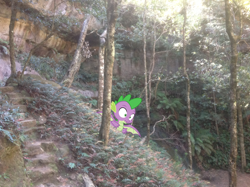 Size: 1024x765 | Tagged: safe, artist:didgereethebrony, derpibooru import, spike, dragon, pony, australia, didgeree collection, irl, mlp in australia, photo, ponies in real life, solo, surprised, tree, winged spike