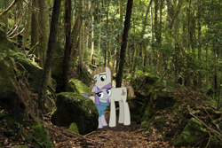 Size: 1024x683 | Tagged: safe, artist:didgereethebrony, derpibooru import, maud pie, mudbriar, earth pony, pony, australia, blue mountains, federal pass, female, male, mare, maudbriar, mlp in australia, rock, shipping, smiling, stallion, straight, tree, valley, when she smiles