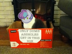 Size: 459x344 | Tagged: safe, artist:hippykat13, derpibooru import, oc, oc only, oc:kitty sweet, cat, box, fireplace, solo, vulgar