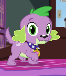 Size: 624x714 | Tagged: safe, derpibooru import, screencap, spike, spike the regular dog, dog, better together, equestria girls, reboxing with spike!, collar, cropped, looking at you, male, paws, smiling, solo, spike's dog collar, tail