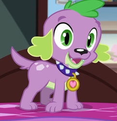 Size: 644x664 | Tagged: safe, derpibooru import, screencap, spike, spike the regular dog, dog, better together, equestria girls, reboxing with spike!, cropped, looking at you, male, paws, smiling, spike's dog collar