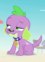 Size: 460x630 | Tagged: safe, derpibooru import, screencap, spike, spike the regular dog, dog, equestria girls, equestria girls series, forgotten friendship, cropped, male, paws, tail