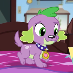 Size: 445x443 | Tagged: safe, derpibooru import, screencap, spike, spike the regular dog, dog, better together, equestria girls, reboxing with spike!, collar, cropped, male, paws, sci-twi's room, spike's dog collar, tail