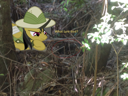 Size: 1002x748 | Tagged: safe, artist:didgereethebrony, derpibooru import, daring do, pony, blue mountains, didgeree collection, irl, katoomba, leaf litter, lyrebird, photo, ponies in real life, solo, valley