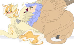 Size: 2000x1214 | Tagged: safe, artist:curiouskeys, derpibooru import, oc, oc only, oc:orange cream, griffon, pegasus, pony, behaving like a bird, birds doing bird things, blushing, commission, female, preening, scrunchy face, spread wings, wings