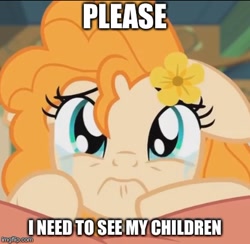 Size: 406x397 | Tagged: safe, derpibooru import, edit, edited screencap, screencap, pear butter, the perfect pear, cropped, crying, cute, feels, flower, flower in hair, image macro, meme, pearabetes, sad, sadorable, solo, story in the comments, tearjerker