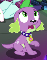 Size: 549x705 | Tagged: safe, derpibooru import, screencap, spike, spike the regular dog, sunny flare, dog, equestria girls, friendship games, cropped, male, solo focus, tail