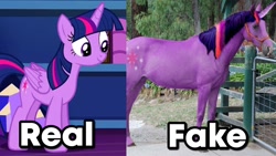 Size: 1280x720 | Tagged: safe, derpibooru import, edit, edited screencap, screencap, twilight sparkle, twilight sparkle (alicorn), alicorn, horse, irl, obvious, photo, realistic, text edit, you don't say